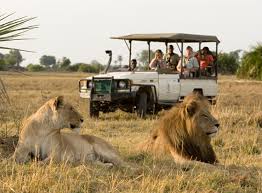 Planning The Best Safari Adventure With Penwell Safaris